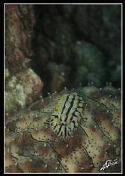 varicose wart slug hitching a ride on a sea cucumber... R... by Adriano Trapani 